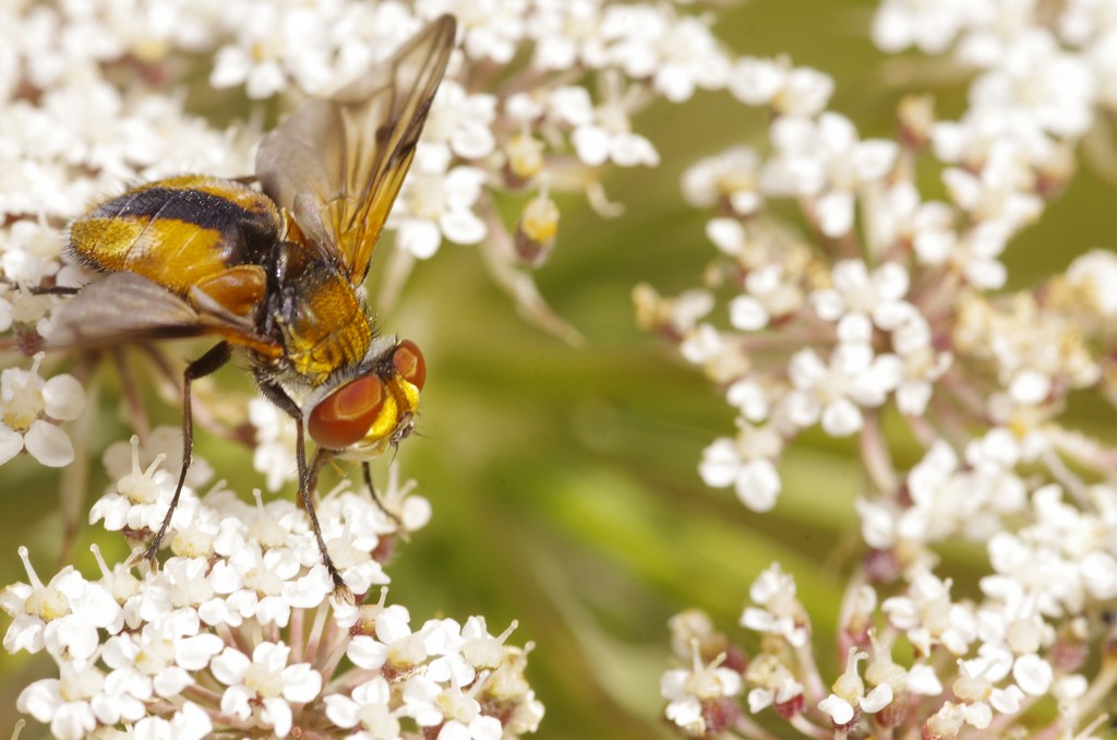 giallo con banda nera: Ectophasia crassipennis (Tachinidae), ♂